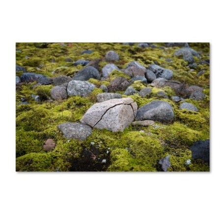 Trademark Fine Art Philippe Sainte-Laudy 'Ancestry' Canvas Art, 22x32 PSL0599-C2232GG